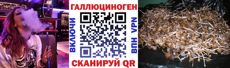 Псилоцибиновые грибы Psilocybe  Иркутск 